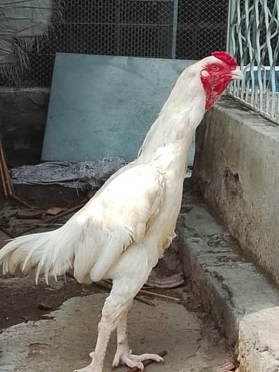 Aseel paper white pair