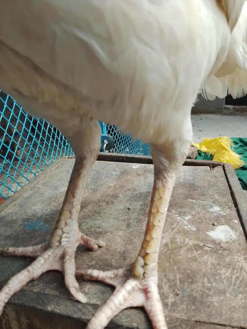 Aseel paper white pair — photo 7