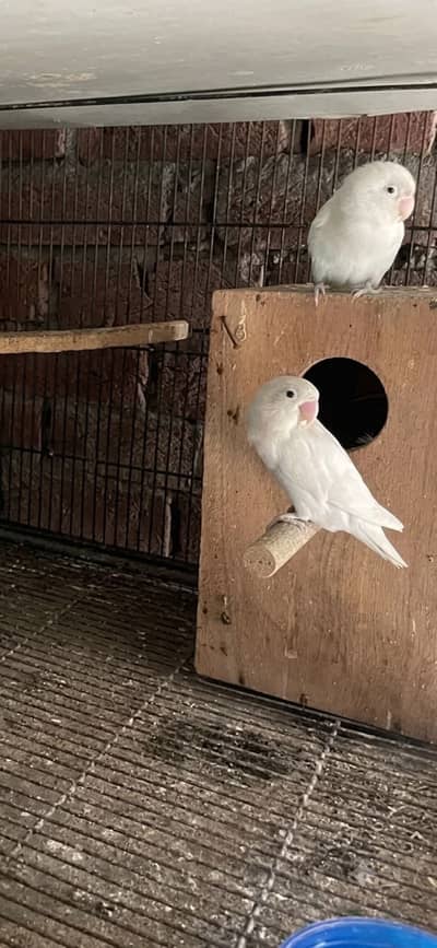 Love Bird Pair