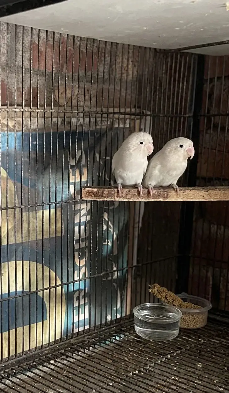 Love Bird Pair — photo 2