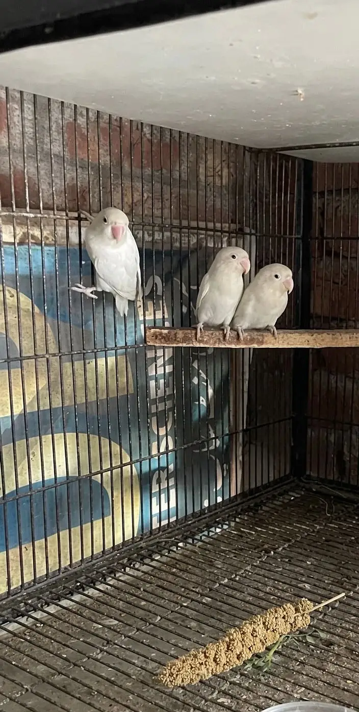 Love Bird Pair — photo 3