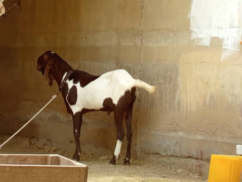 دودانت بریڈر فارسیل بکرا برائے فروخت 0