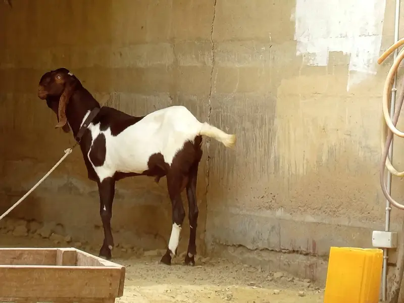 دودانت بریڈر فارسیل بکرا برائے فروخت — photo 2