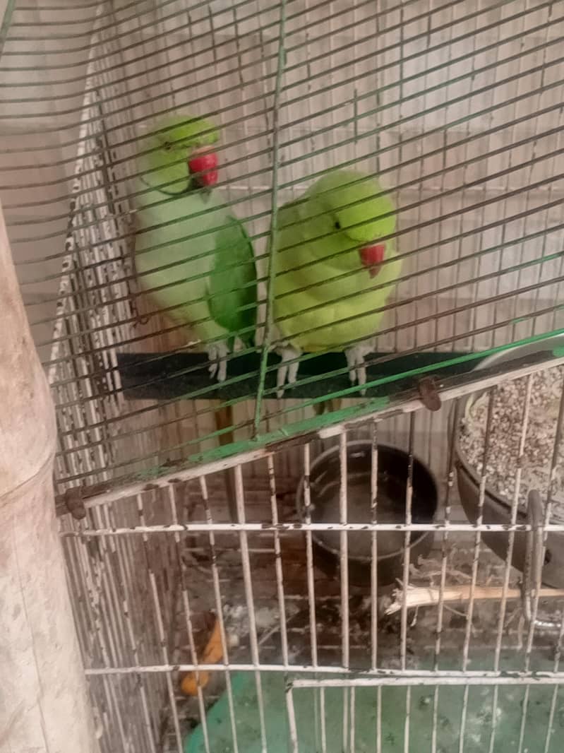 جوڑا طوطے براے فروخت 0