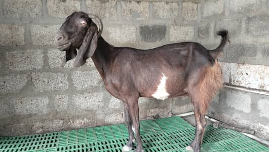 BAKRI FOR SALE