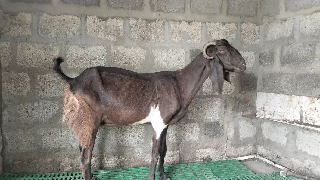 BAKRI FOR SALE — photo 2