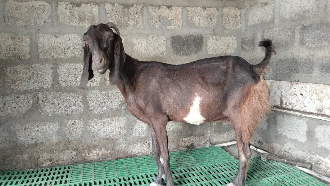 BAKRI FOR SALE — photo 3