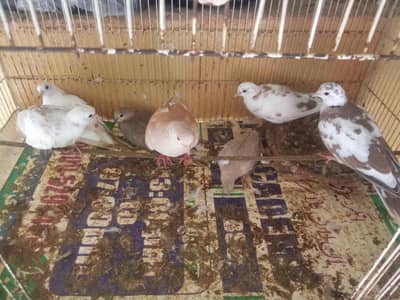 doves