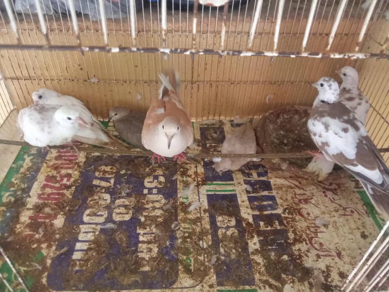doves 1