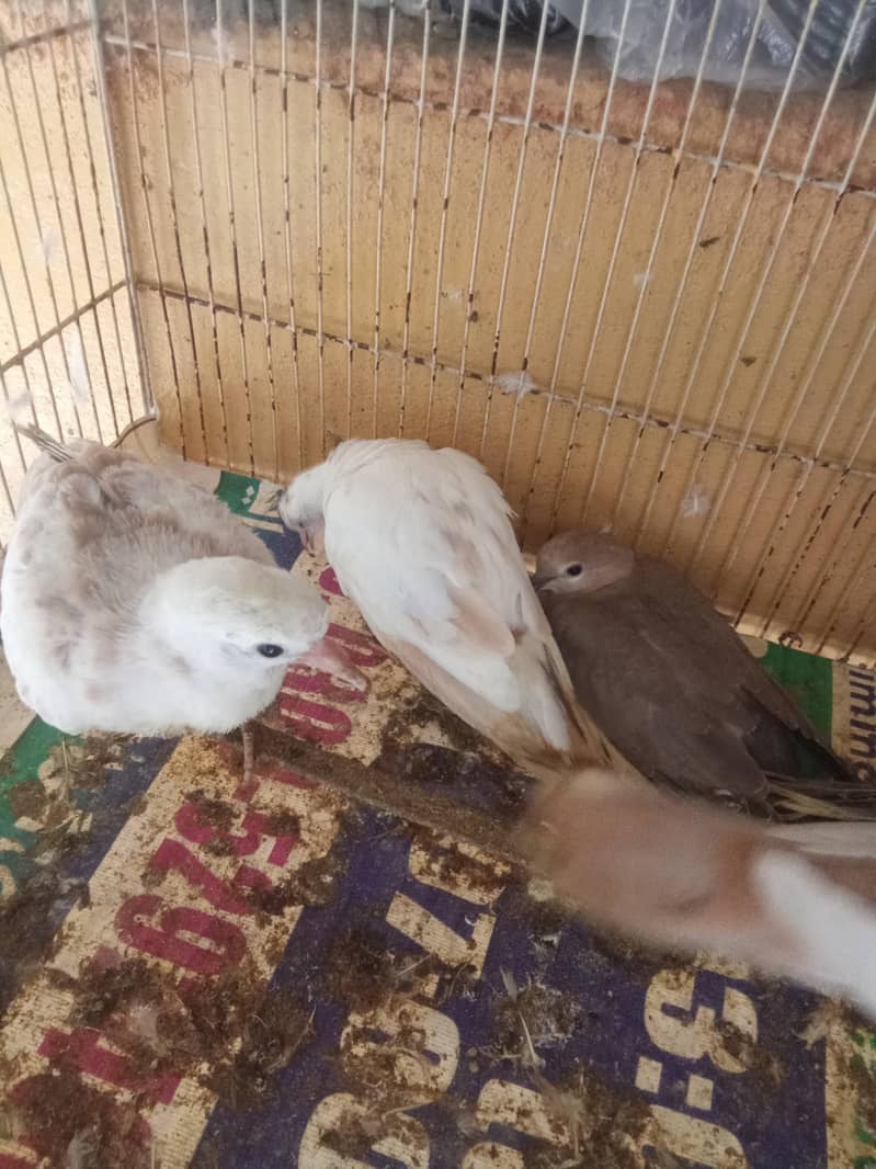 doves 2