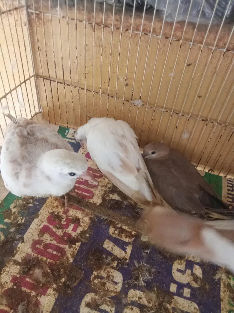 doves — photo 3