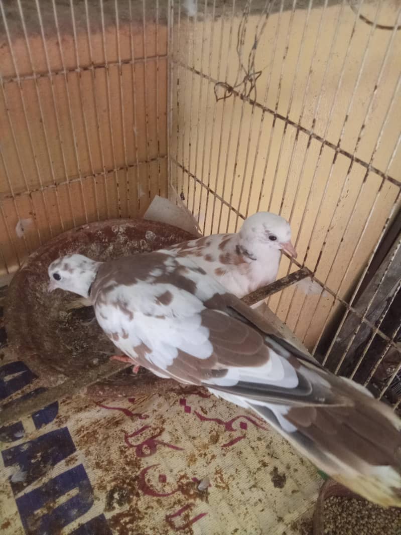 doves 3