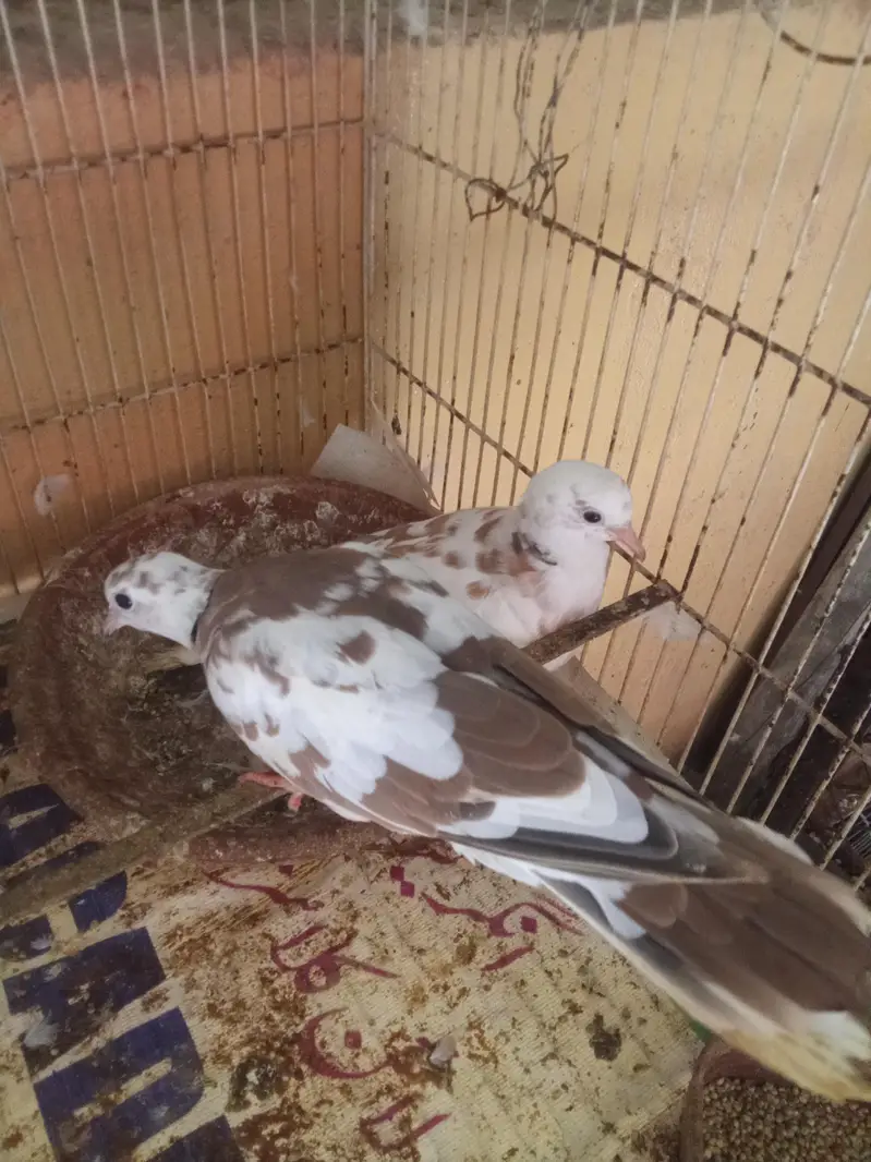 doves — photo 4