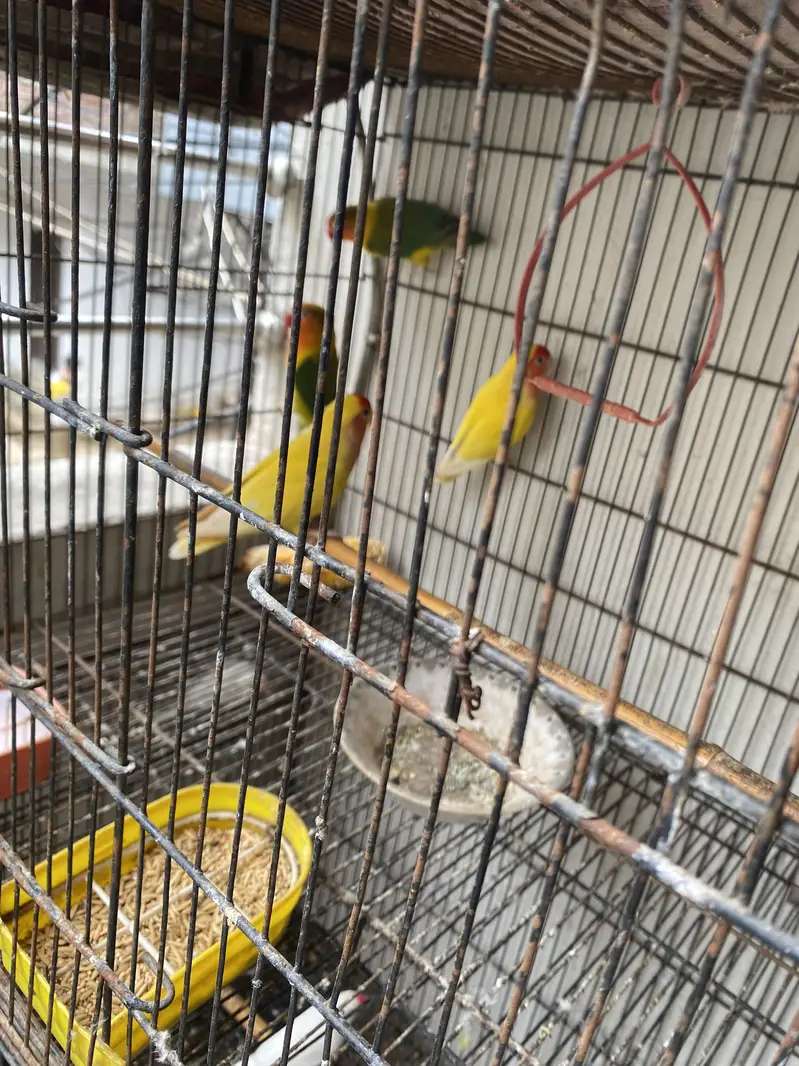 Lovebirds h bai — photo 2