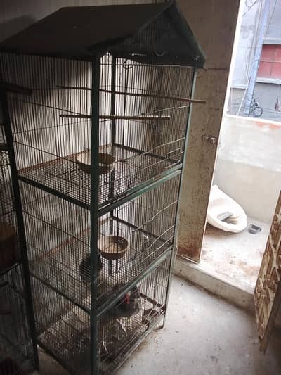cage and bajri birds pair with baby and egg