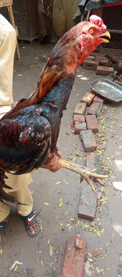 aseel hens