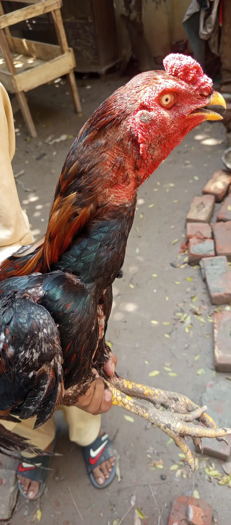 aseel hens — photo 2