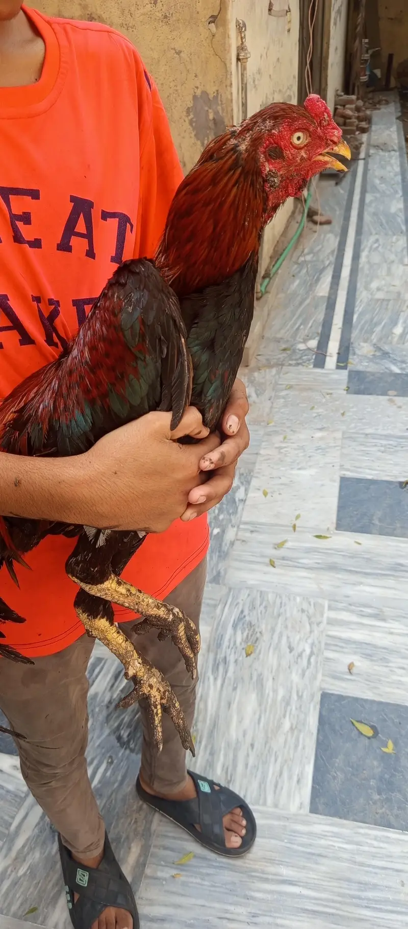 aseel hens — photo 3