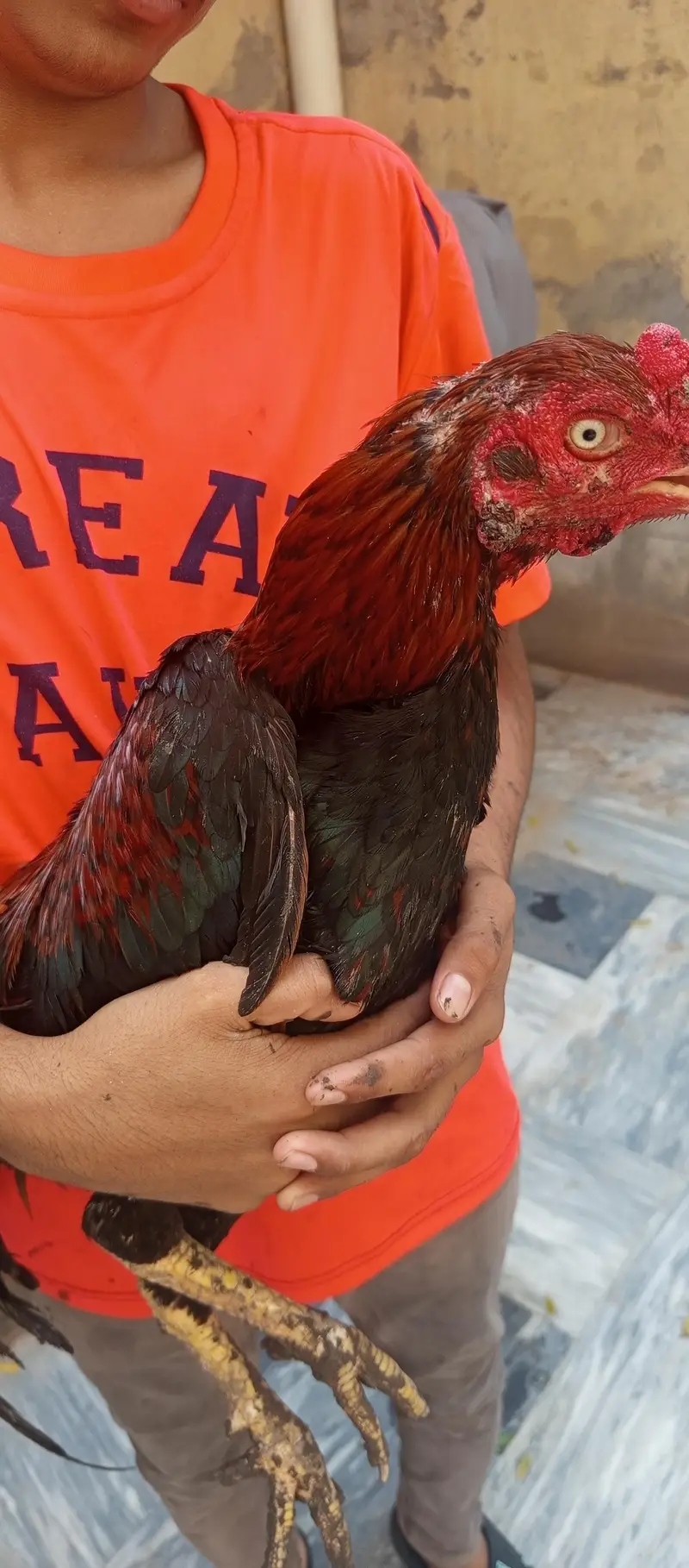 aseel hens — photo 4
