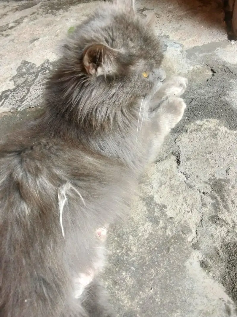 Grey long hair Persian cat for sale — photo 3