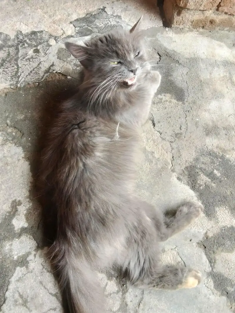 Grey long hair Persian cat for sale — photo 5