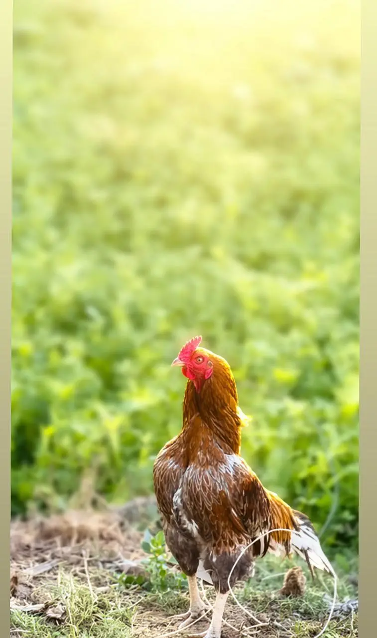 Pure Aseel Rooster for Sale — photo 2