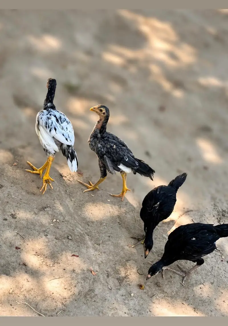 Pure Aseel Rooster for Sale — photo 3