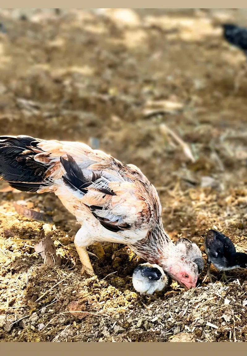 Pure Aseel Rooster for Sale — photo 5