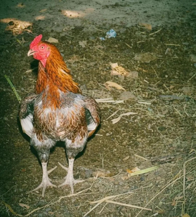 Pure Aseel Rooster for Sale — photo 8
