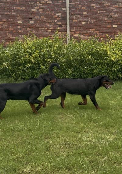 Pedigree rottweiler male female both available