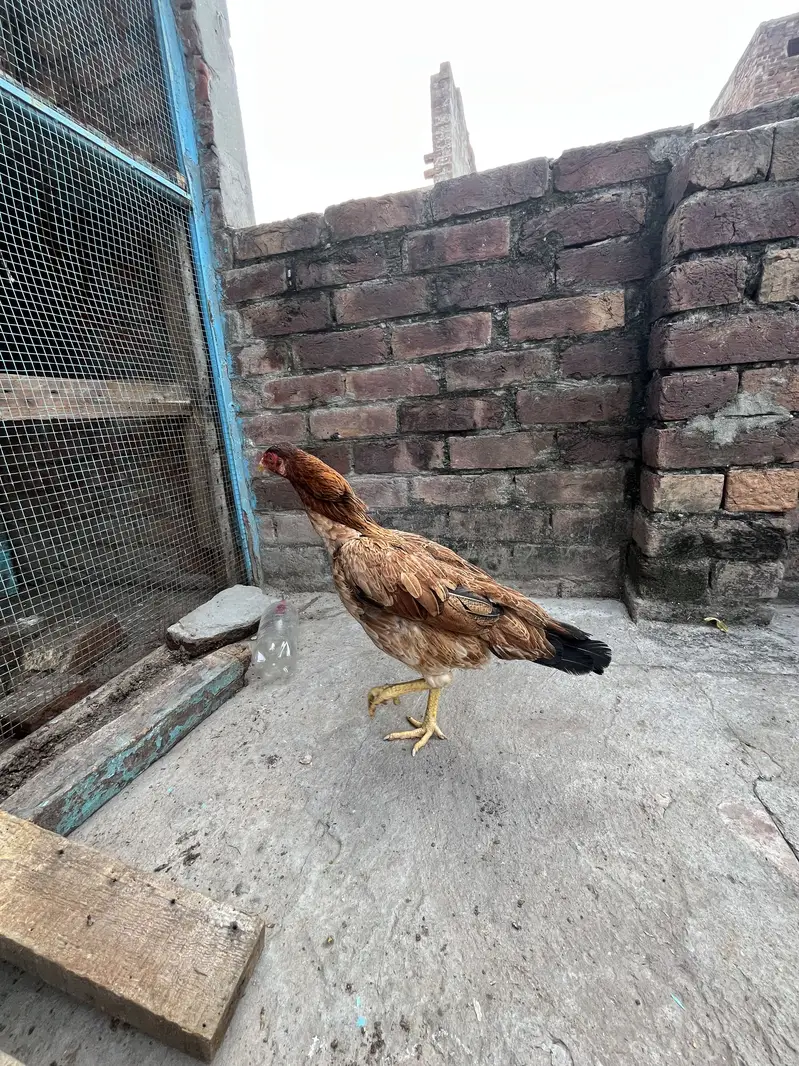 Aseel Lakhi Murgi — photo 3