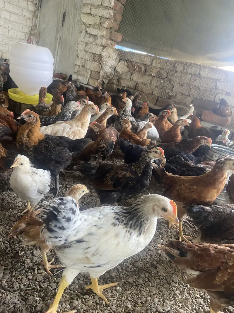 Golden misri phati phata for sale — photo 6