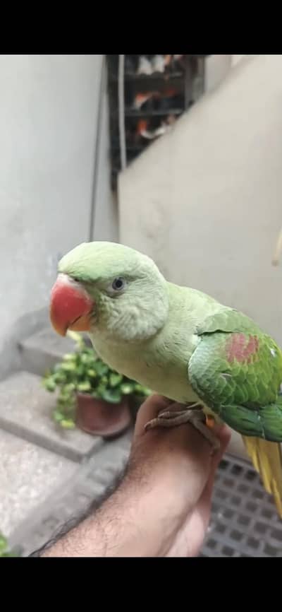 Raw Parrot