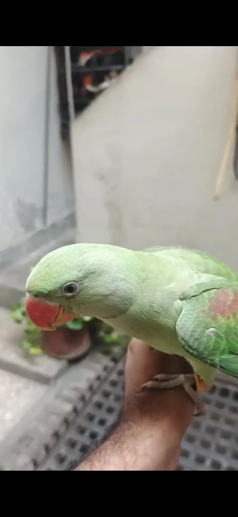 Raw Parrot — photo 2