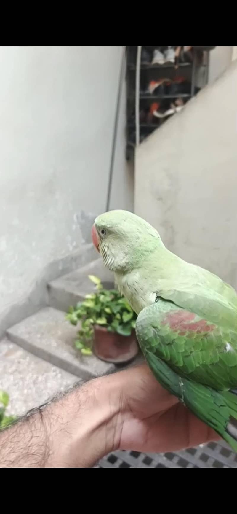 Raw Parrot 2