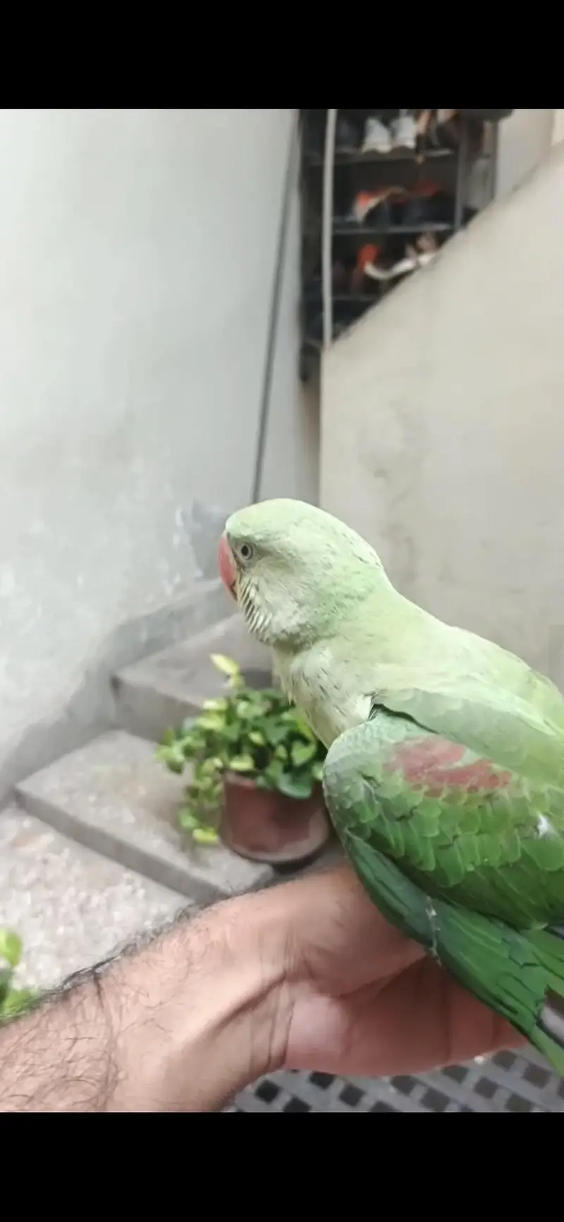 Raw Parrot — photo 3