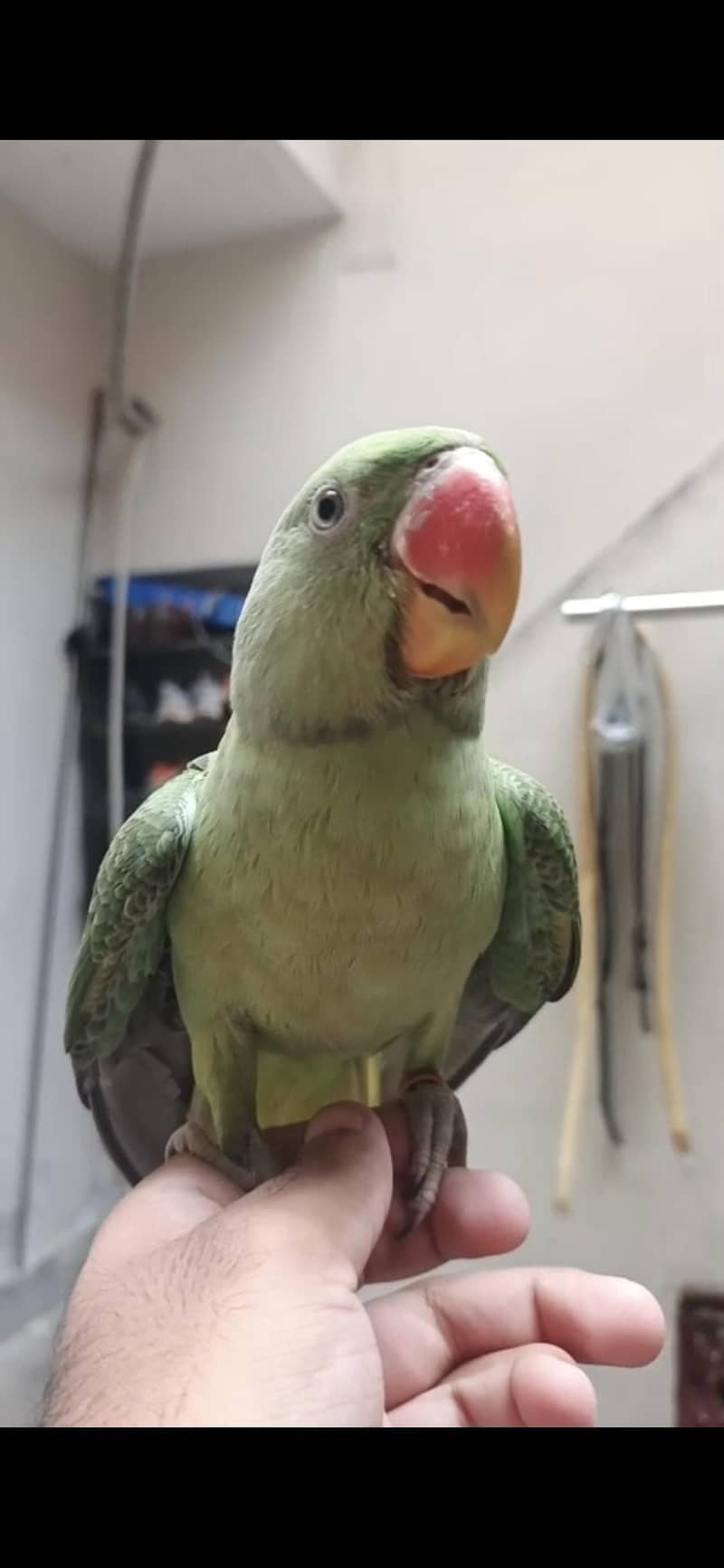 Raw Parrot 3