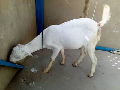 Urgent sell taddi male Bakra for sale