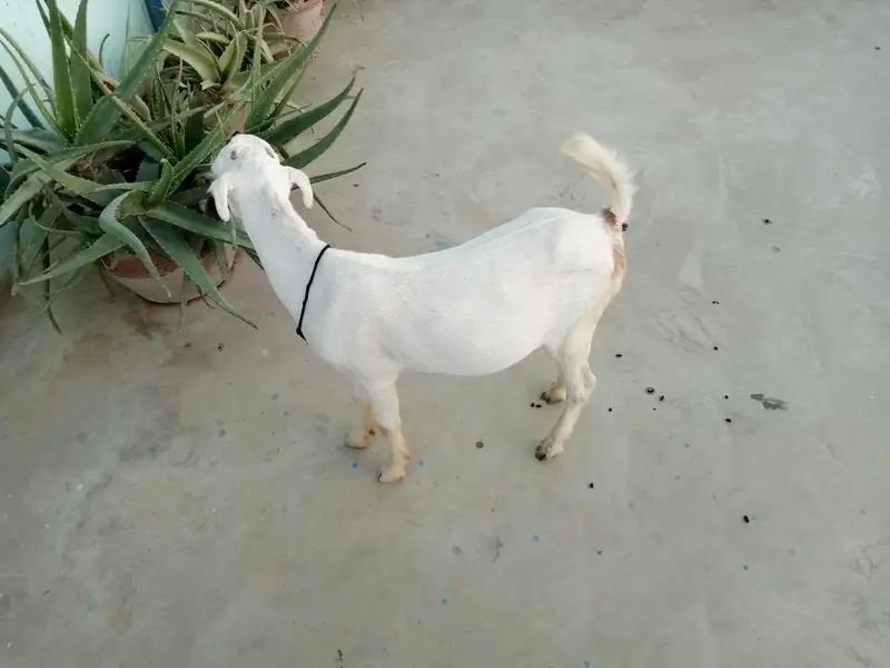 Urgent sell taddi male Bakra for sale — photo 7