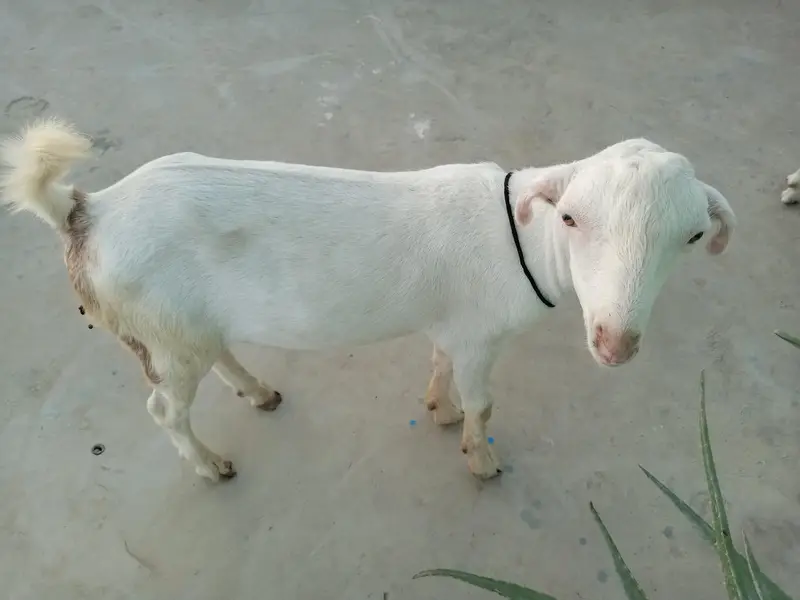 Urgent sell taddi male Bakra for sale — photo 8