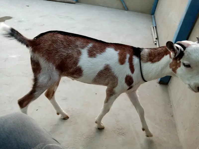Urgent sell taddi male Bakra for sale — photo 9