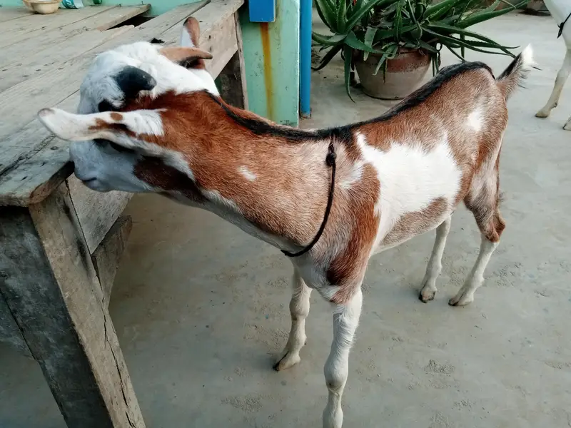 Urgent sell taddi male Bakra for sale — photo 10