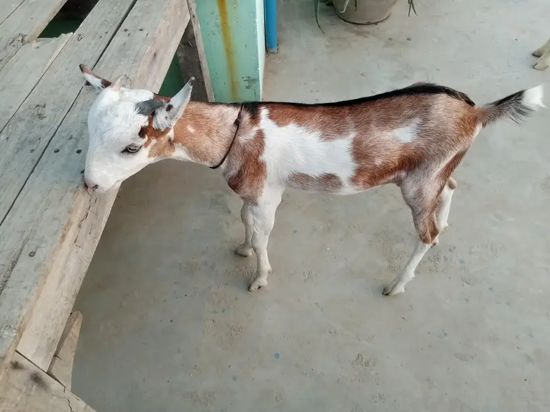 Urgent sell taddi male Bakra for sale — photo 11