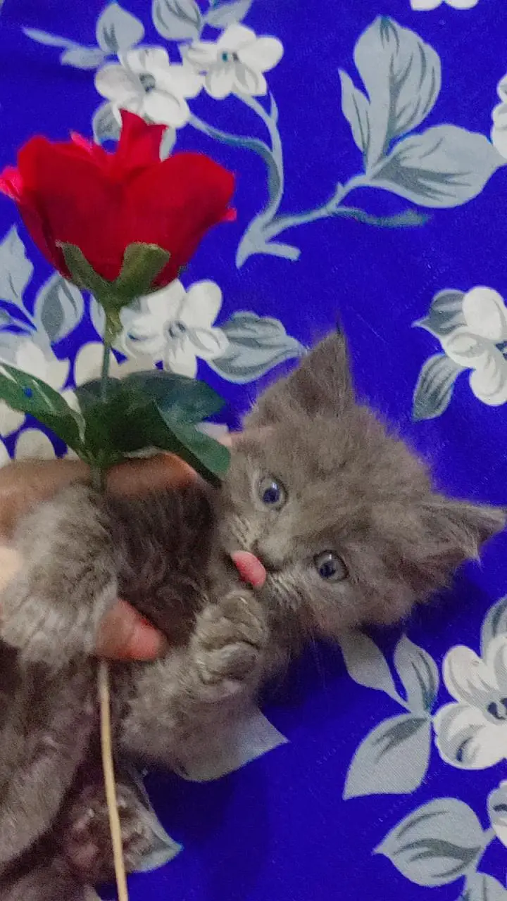 BEST PERSIAN KITTENS FOR SALE — photo 2