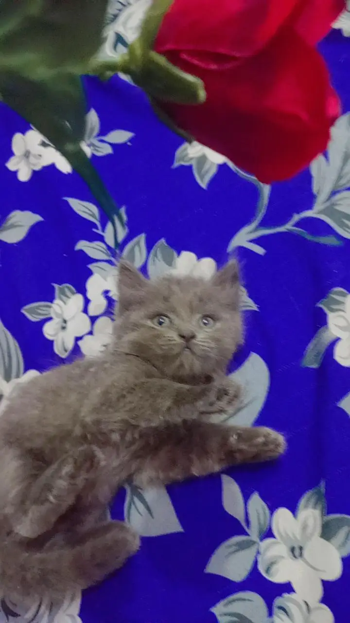 BEST PERSIAN KITTENS FOR SALE — photo 3