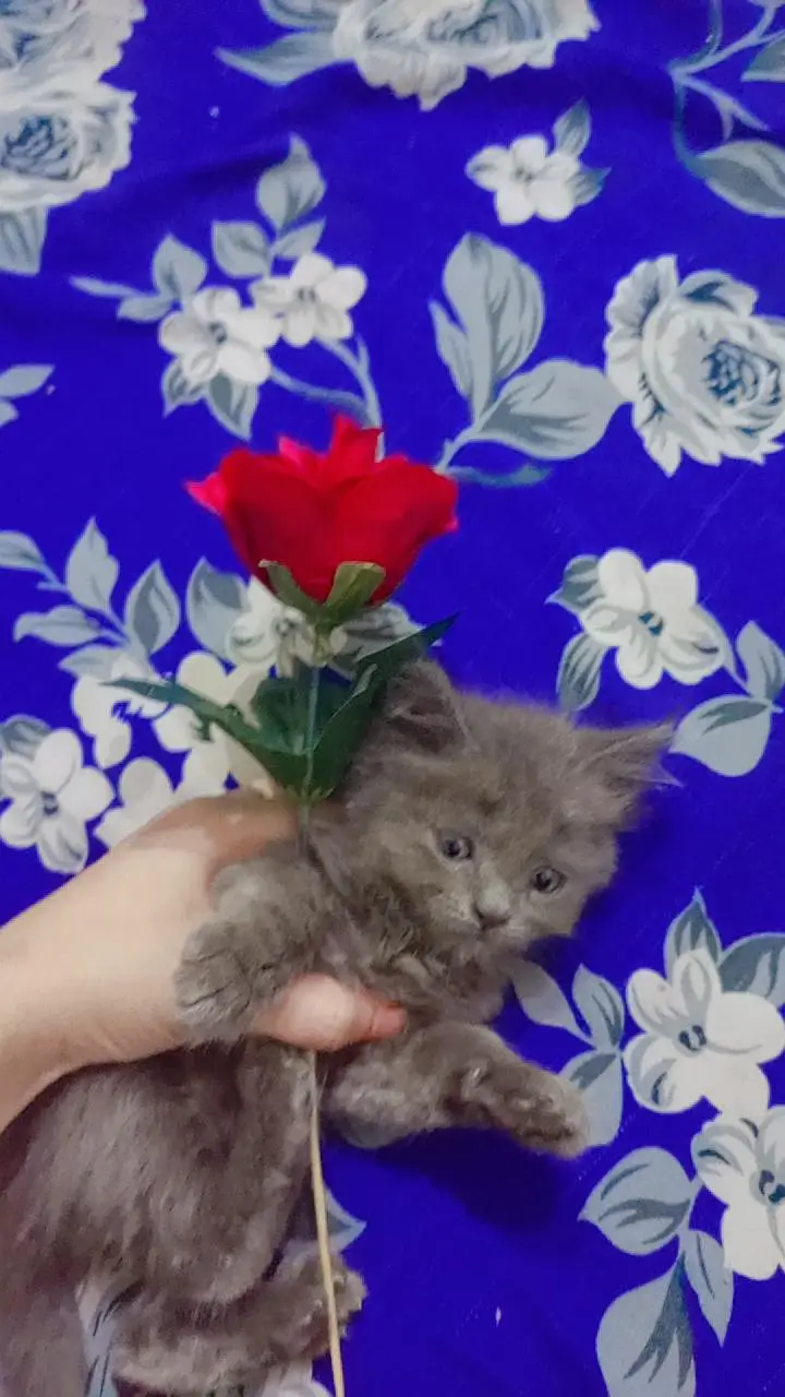 BEST PERSIAN KITTENS FOR SALE — photo 4