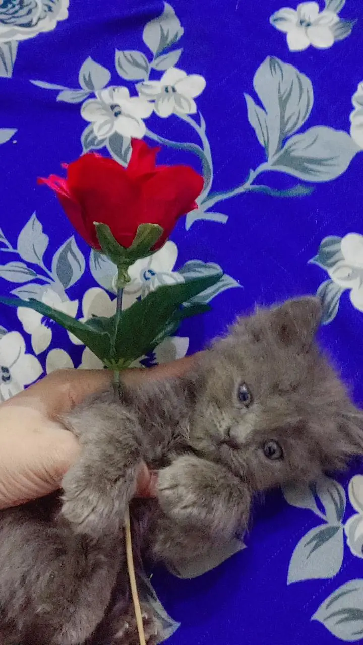BEST PERSIAN KITTENS FOR SALE — photo 5