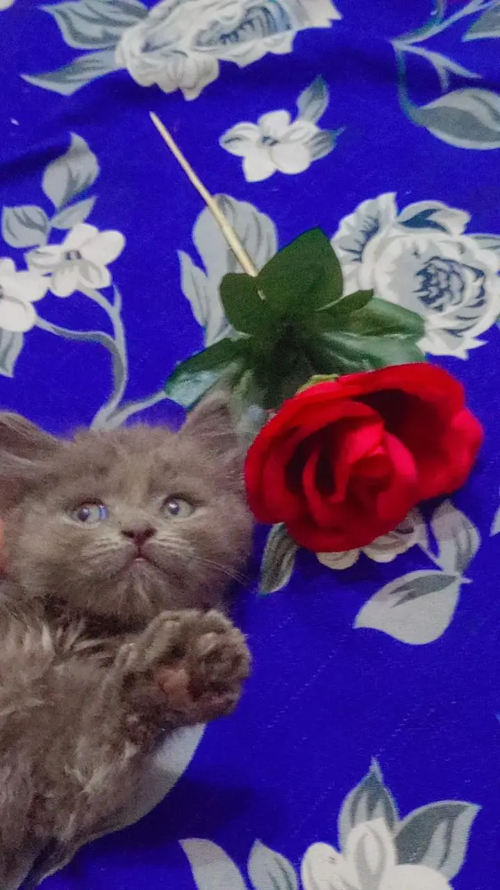 BEST PERSIAN KITTENS FOR SALE — photo 6