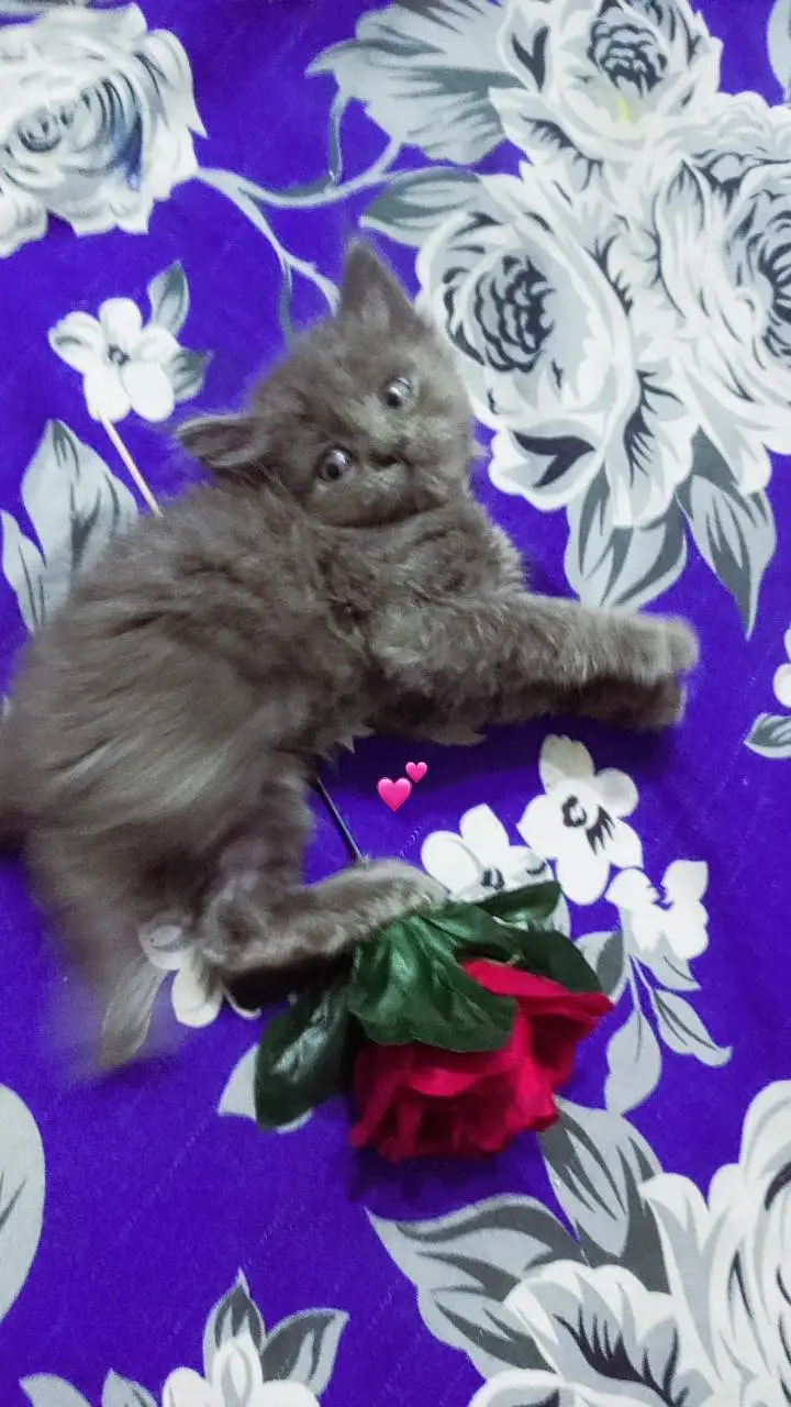 BEST PERSIAN KITTENS FOR SALE — photo 7