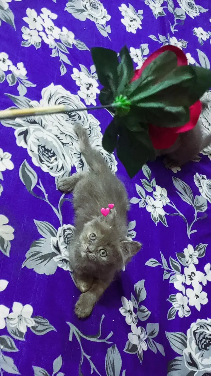 BEST PERSIAN KITTENS FOR SALE — photo 8